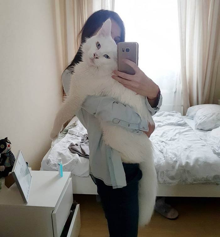 kitty hugs kitty hugs