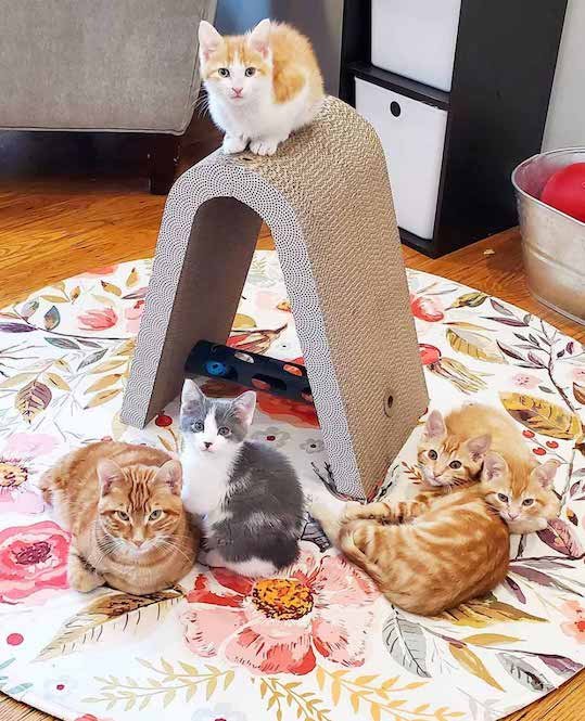paralyzed kitten paralyzed kitten