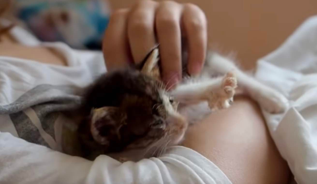 sick and blind tiny kitten