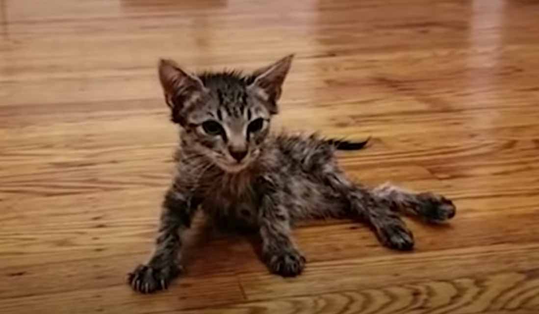 teeny tiny kitten teeny tiny kitten
