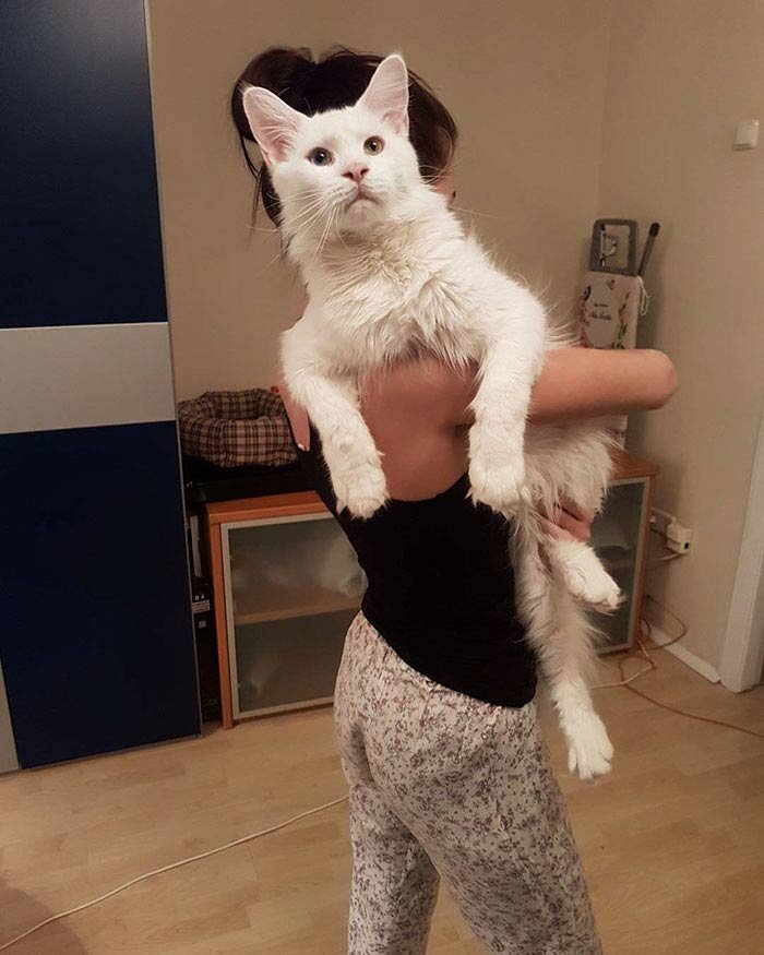 tihon cat tihon cat