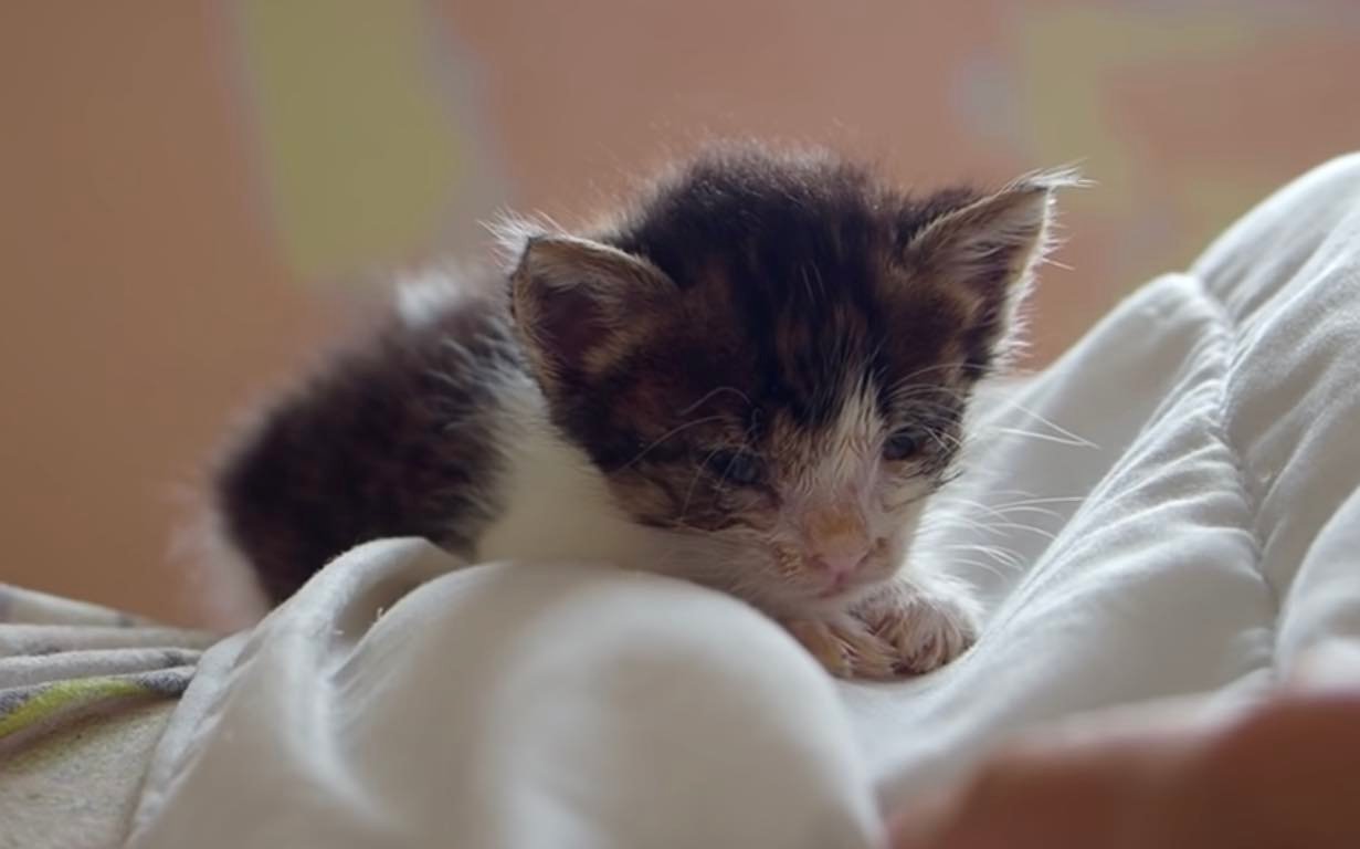 tiny kitten kitten ignored