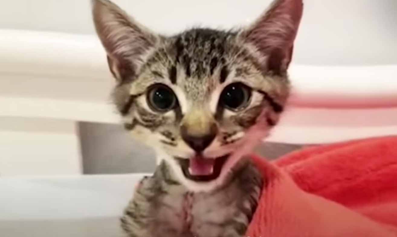 tiny kitten tiny kitten