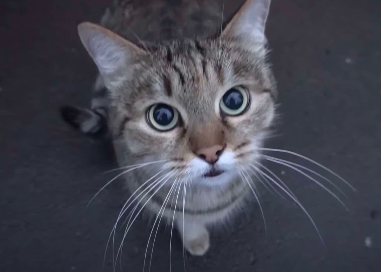 cute kitty cute kitty