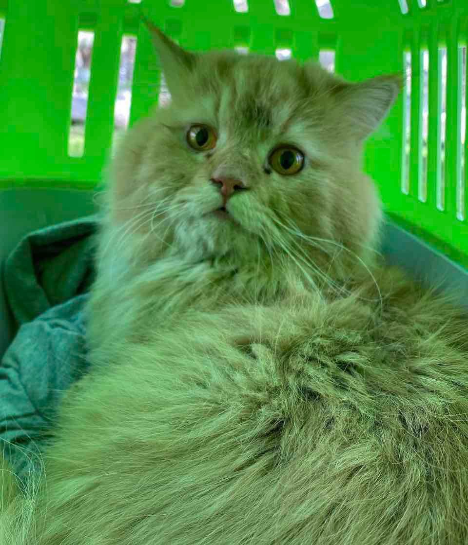 hope 13 sad cat