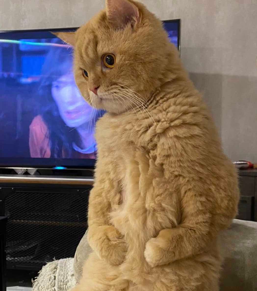 hope 4 cat at home