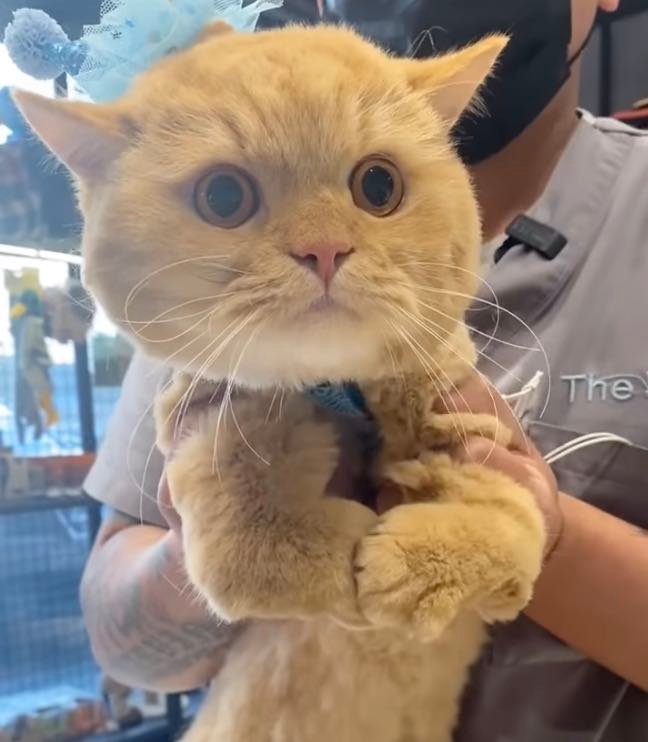 hope 6 sad cat