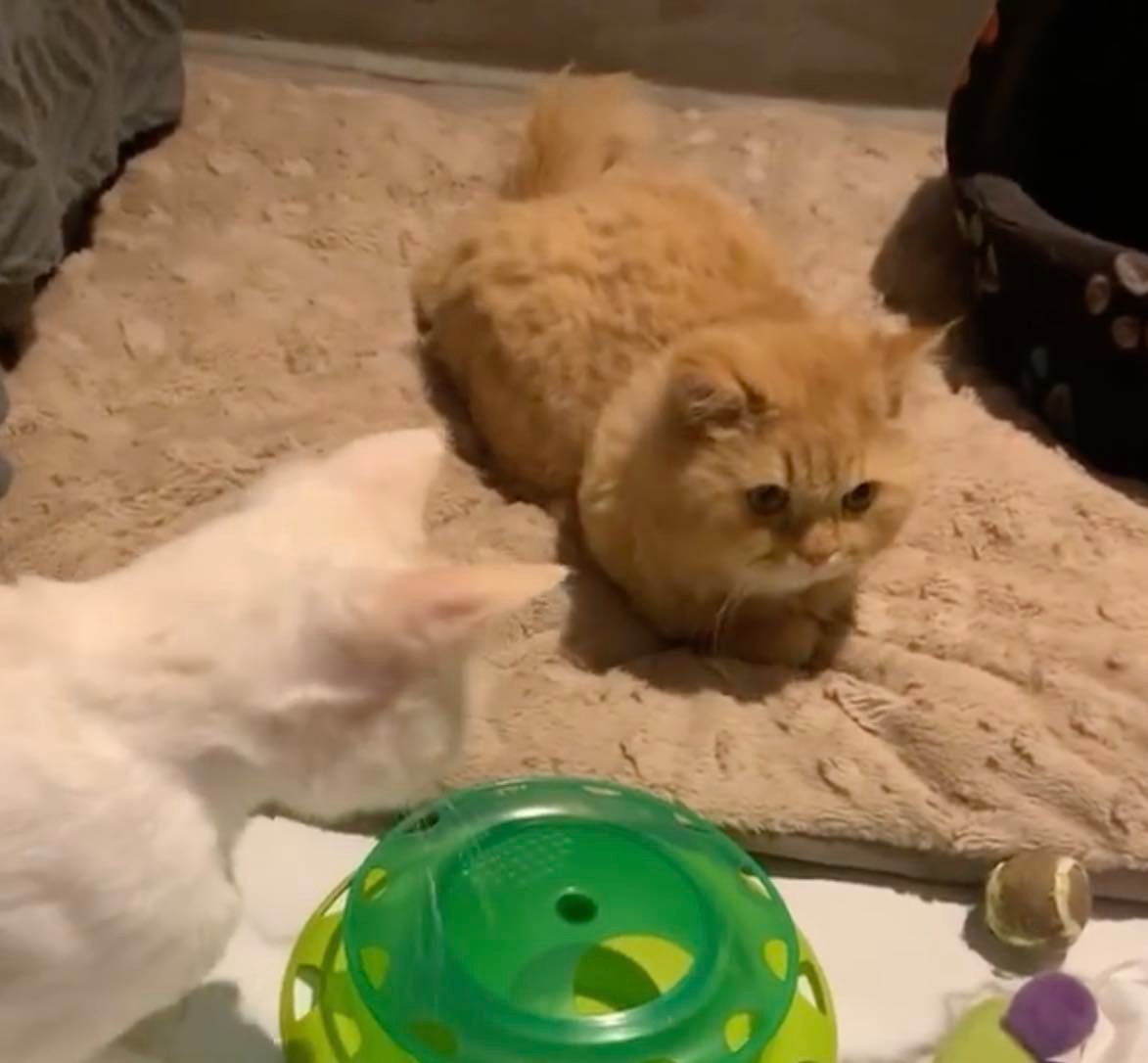 hope 9 cat with toy