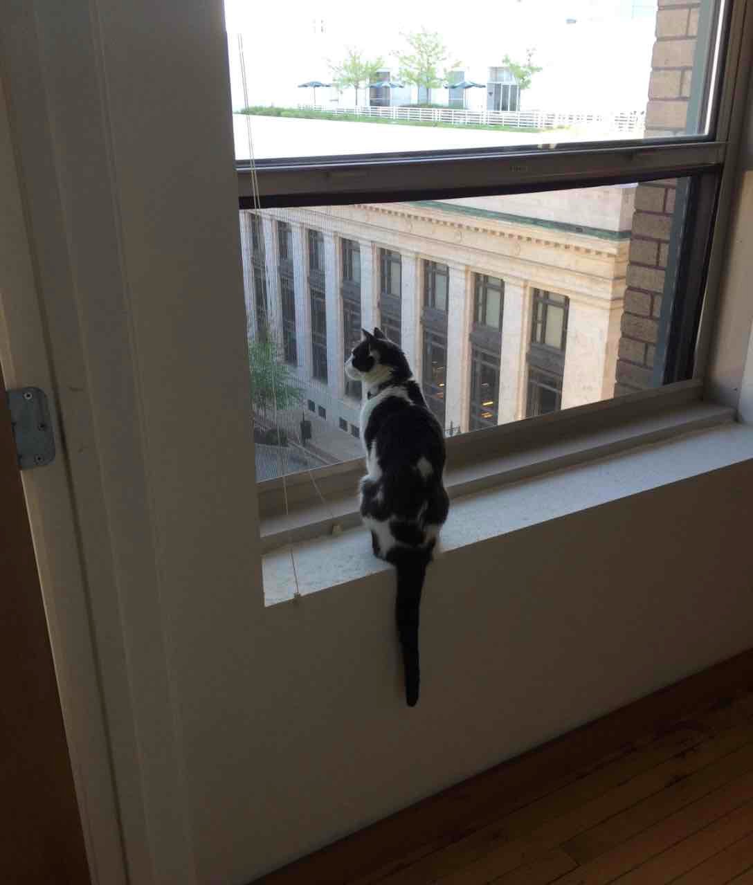 orphaned kitten at window orphaned kitten at window