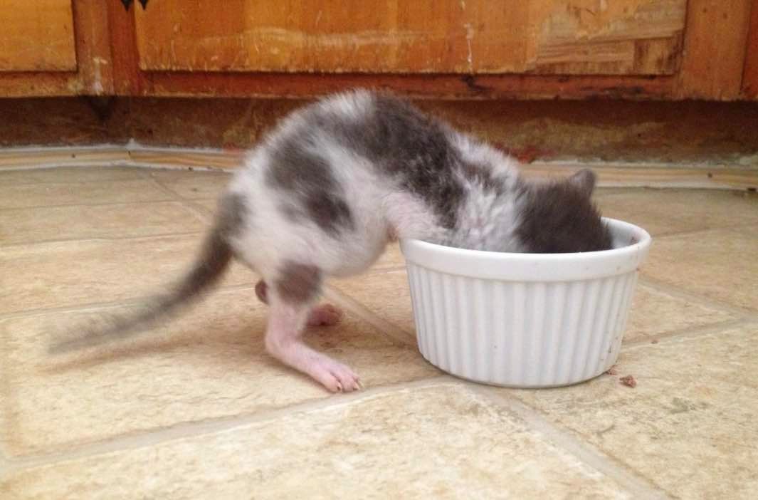 orphaned kitten eating orphaned kitten eating