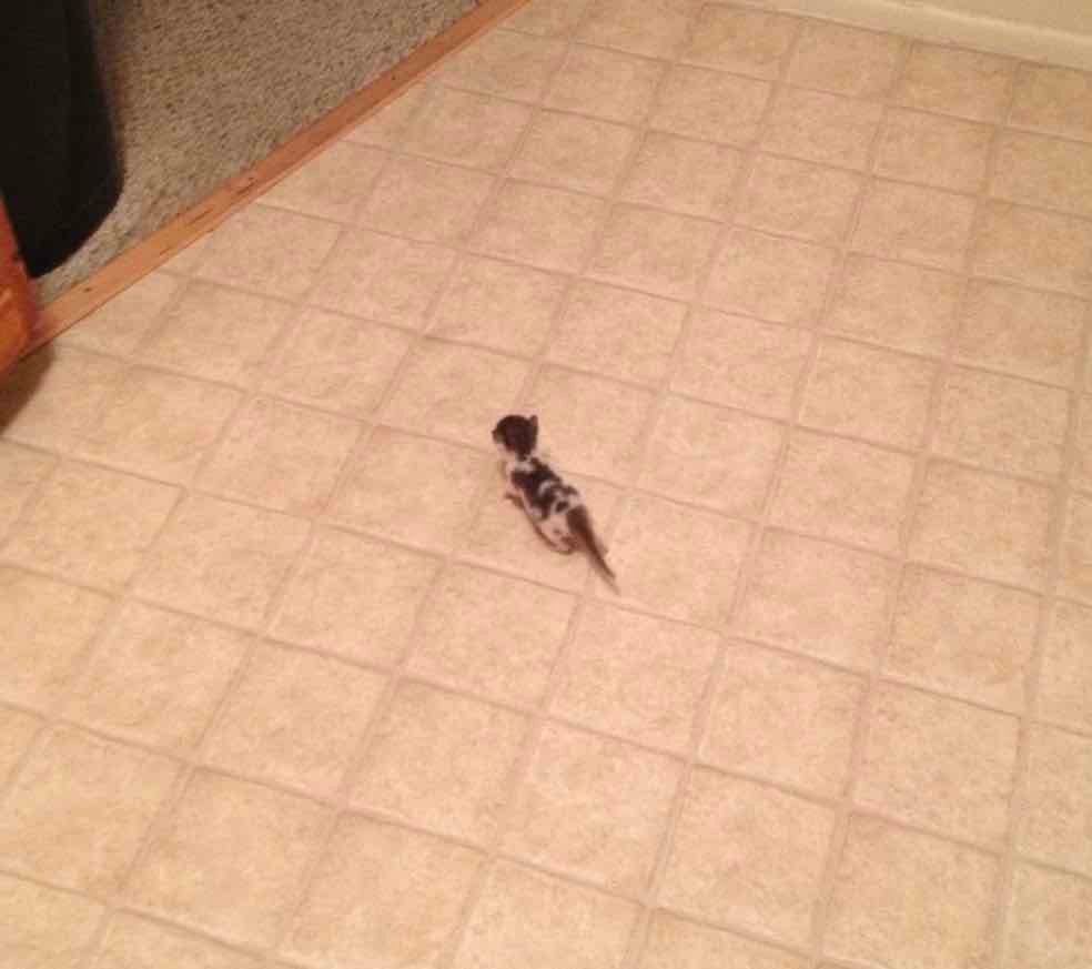 orphaned kitten exploring orphaned kitten exploring