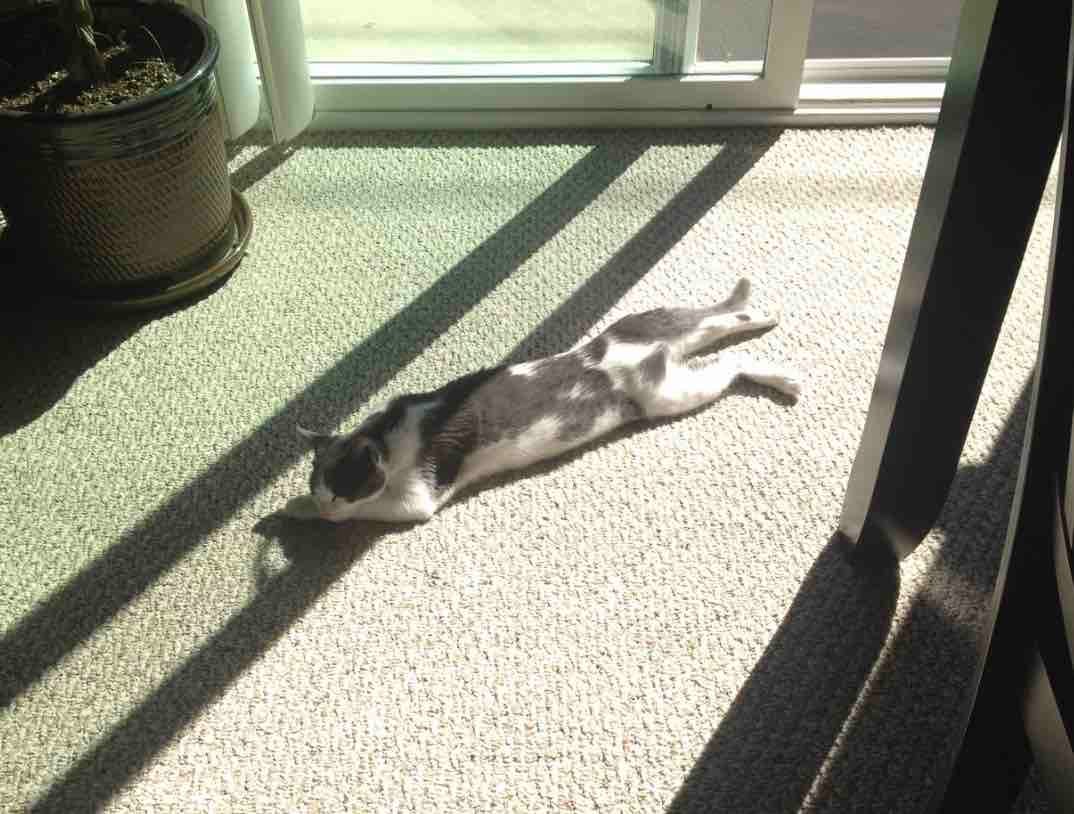 orphaned kitten in sun orphaned kitten in sun