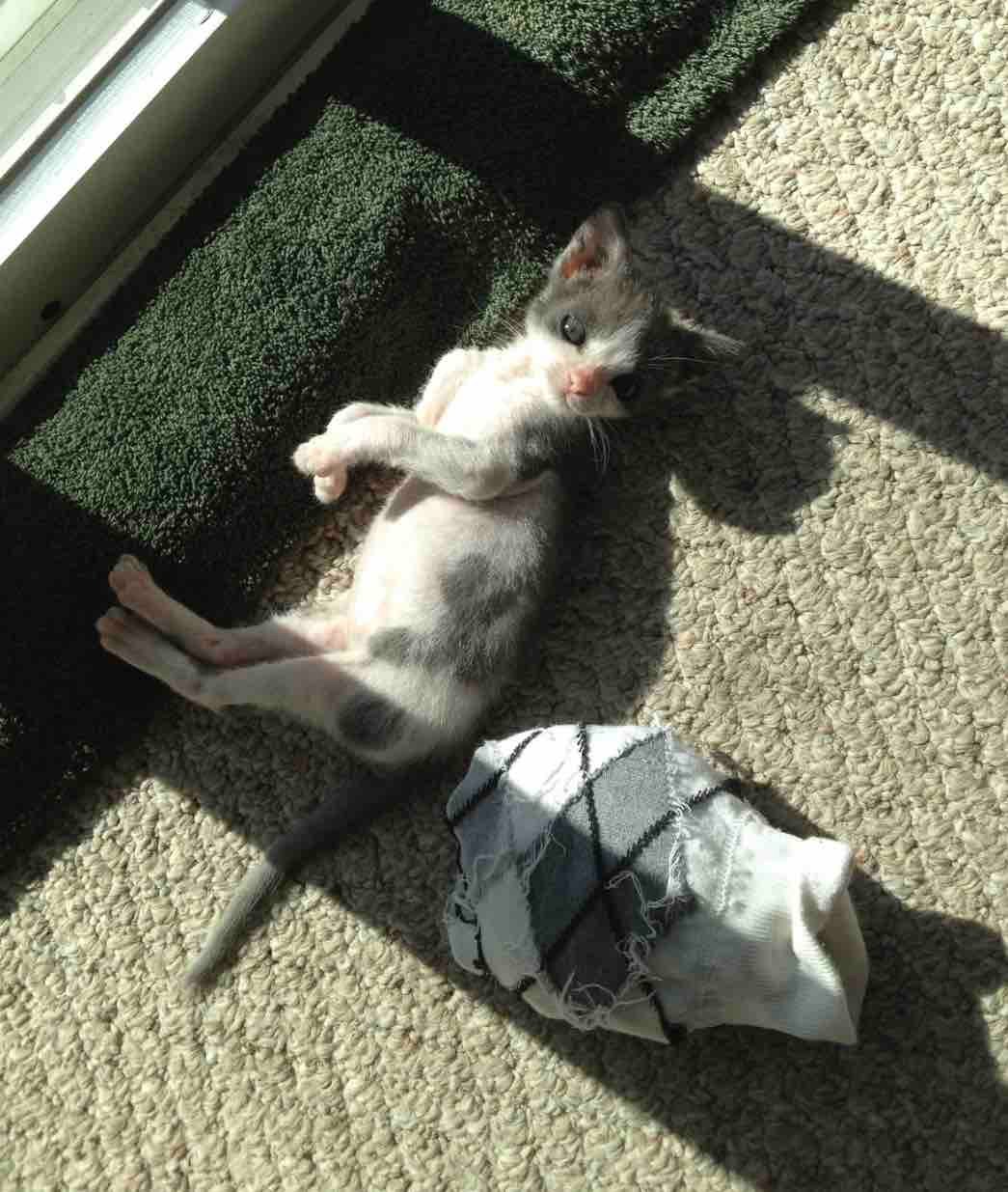 orphaned kitten with sock orphaned kitten with sock