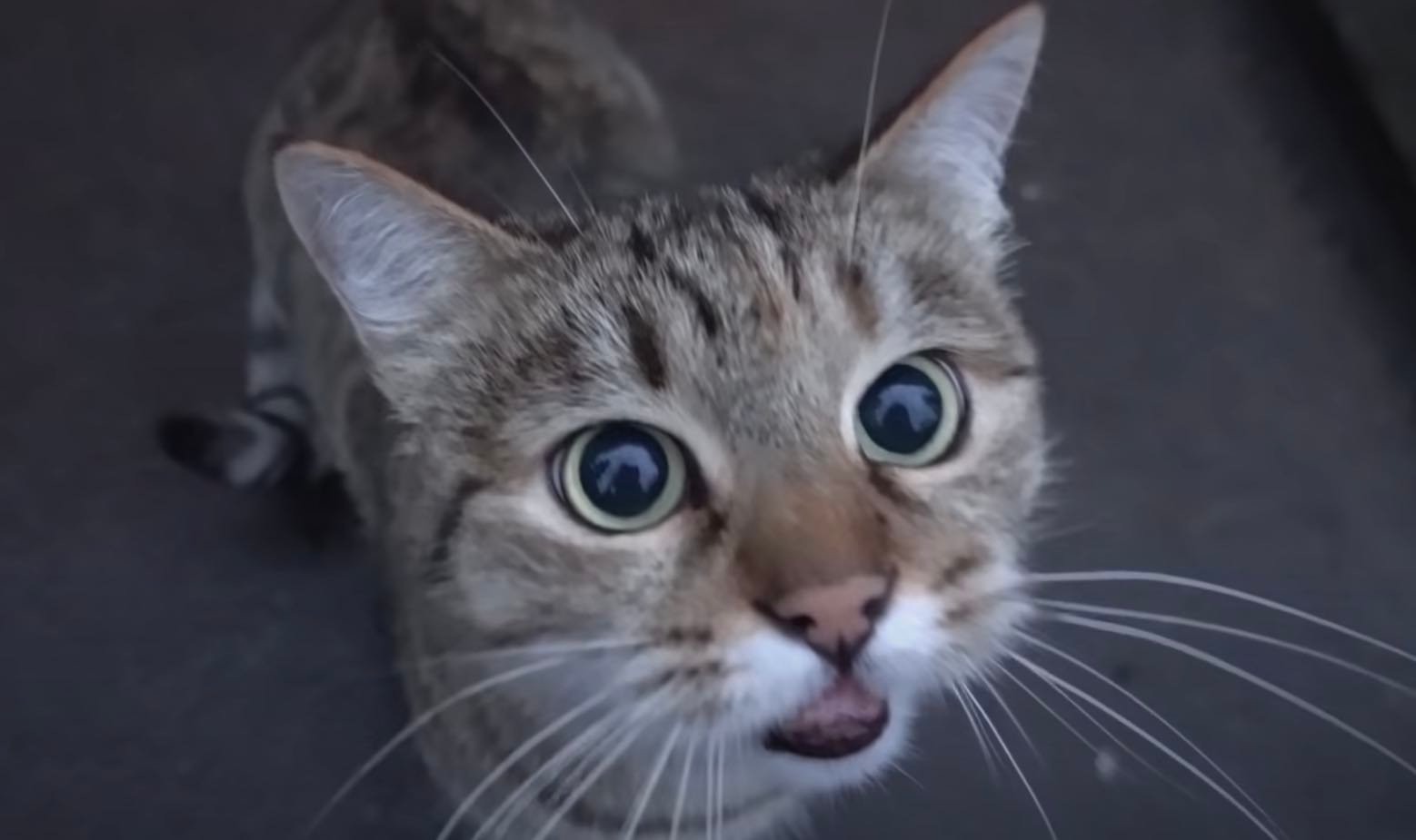 street cat street cat