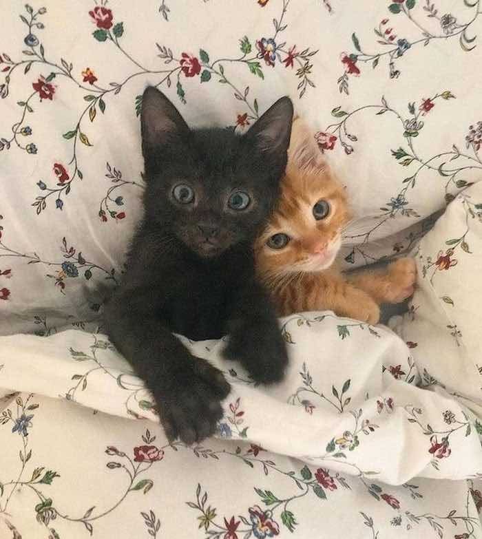 2 tucked in 2 tucked in