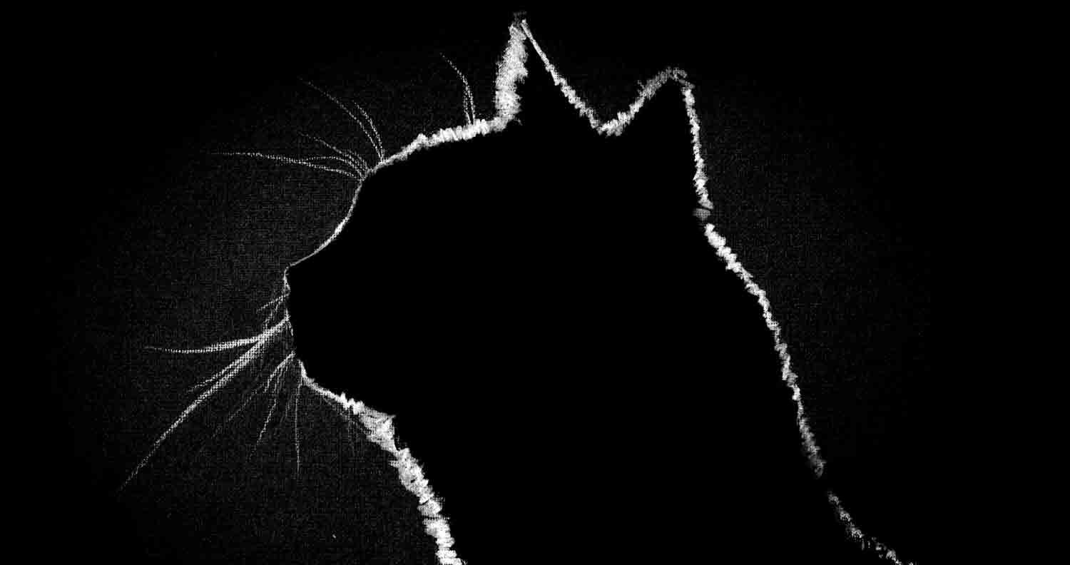 Cat-night-vision Cat-night-vision