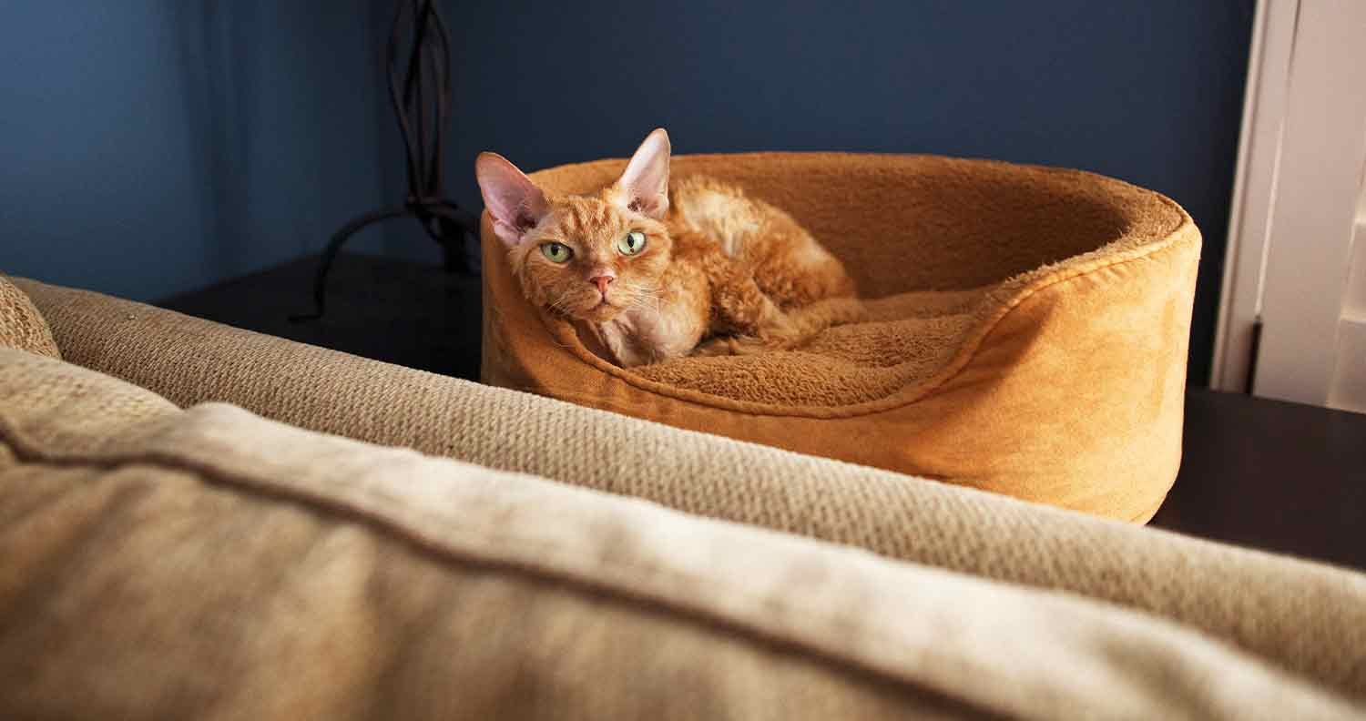 Heated-cat-bed Heated-cat-bed