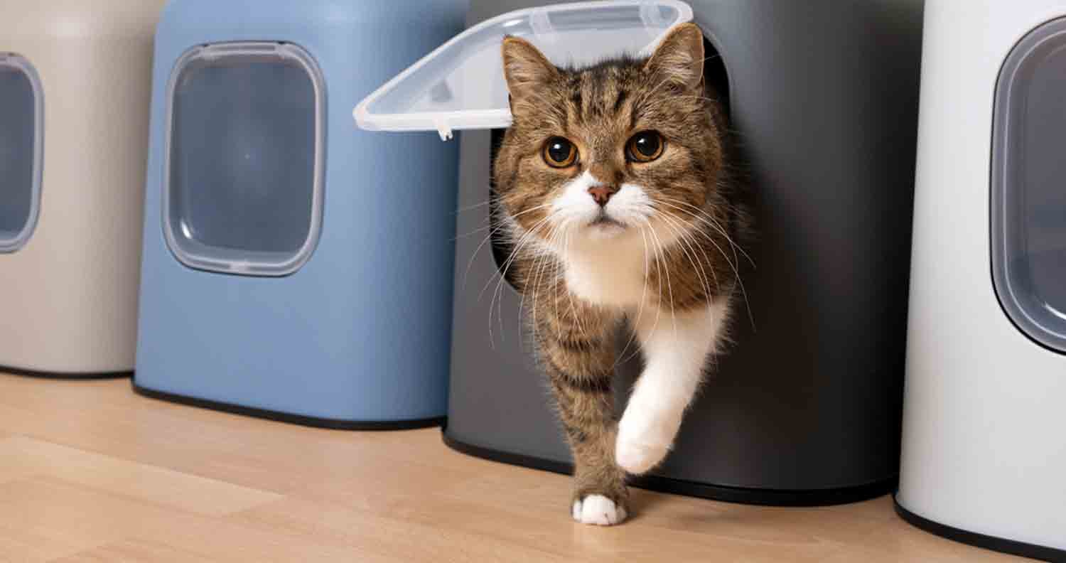 best-cat-litter-for-multiple-cats best-cat-litter-for-multiple-cats