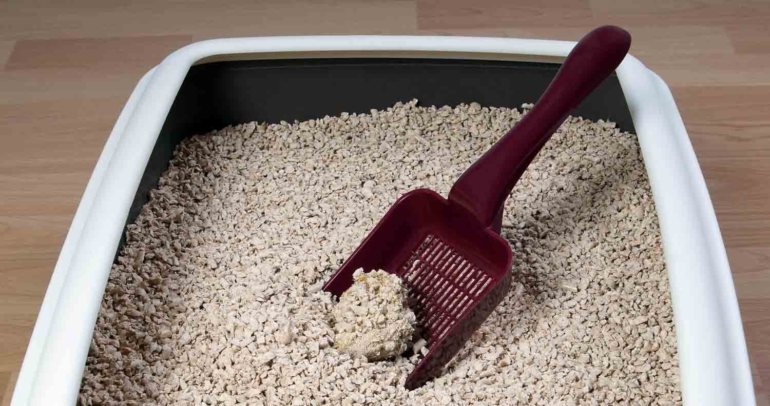 best-clumping-cat-litter-for-multiple-cats best-clumping-cat-litter-for-multiple-cats