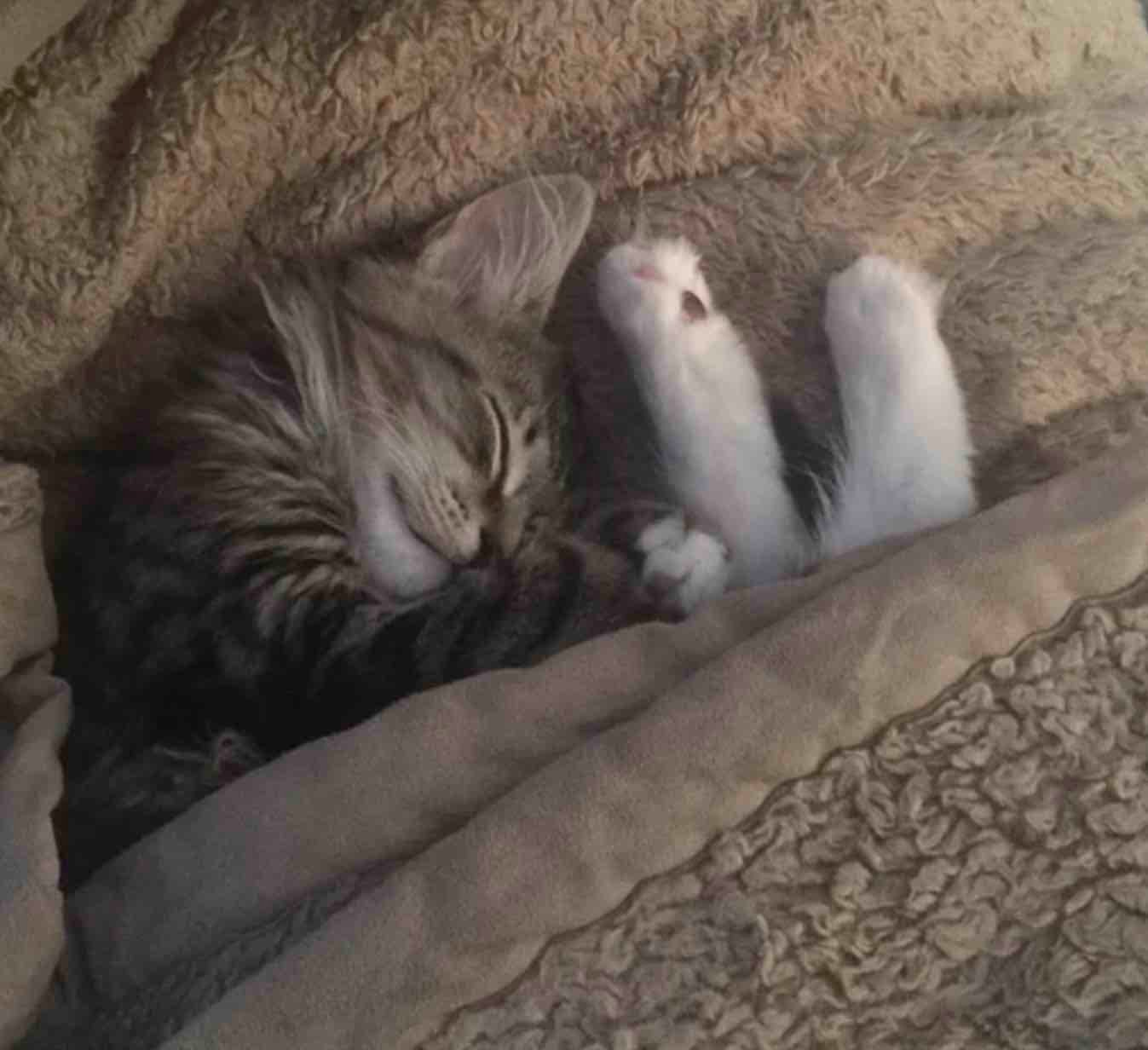 bunny feet bunny feet