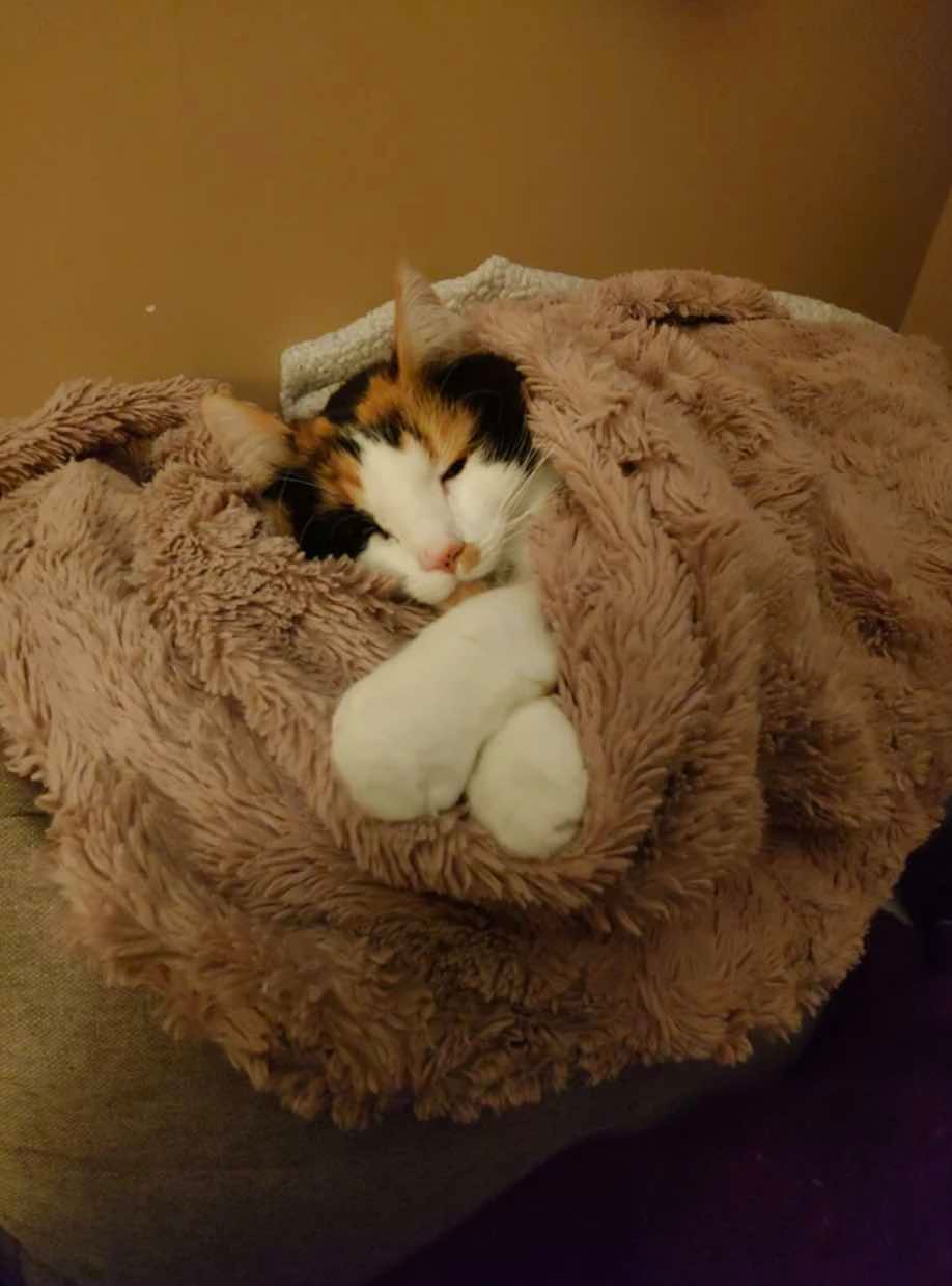 callie tucked in callie tucked in