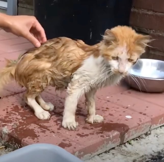 cat in bath cat in bath