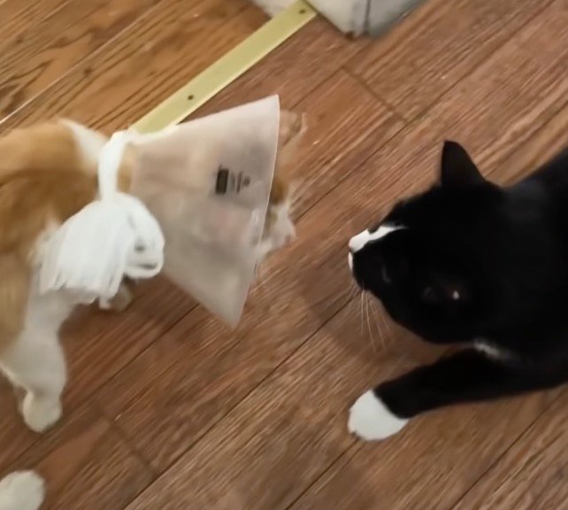 cat in cone cat in cone