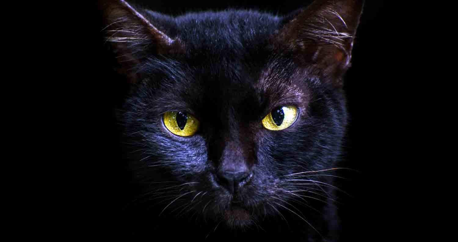 do-cats-have-night-vision do-cats-have-night-vision