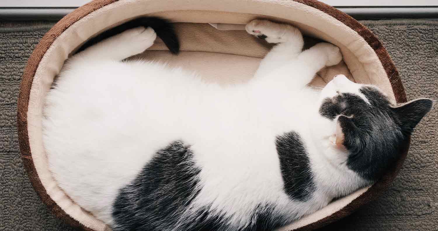 electric-cat-bed electric-cat-bed