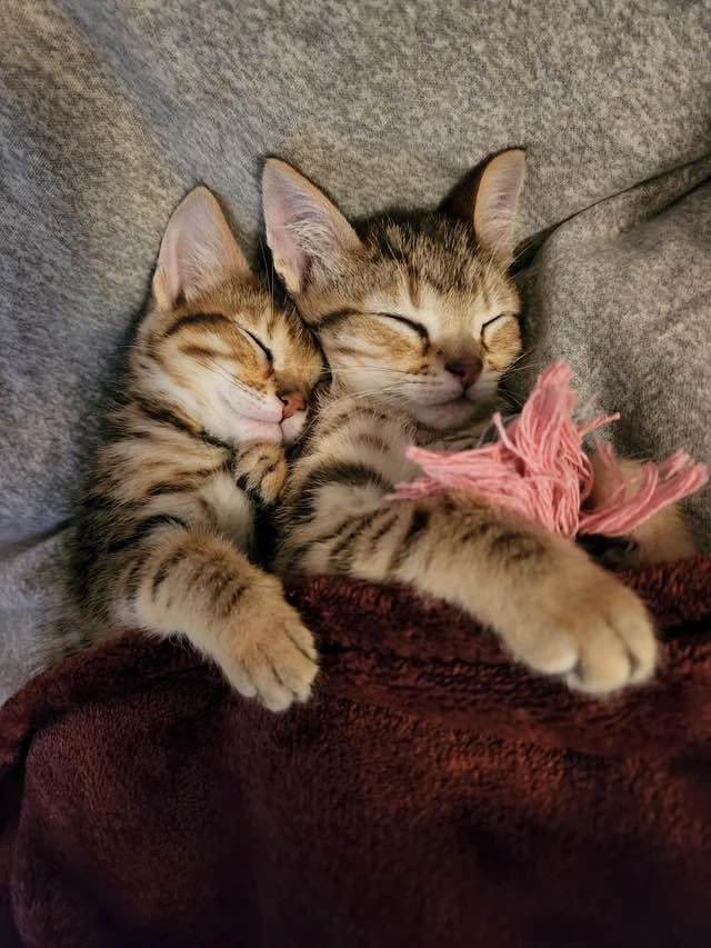 foster kittens foster kittens