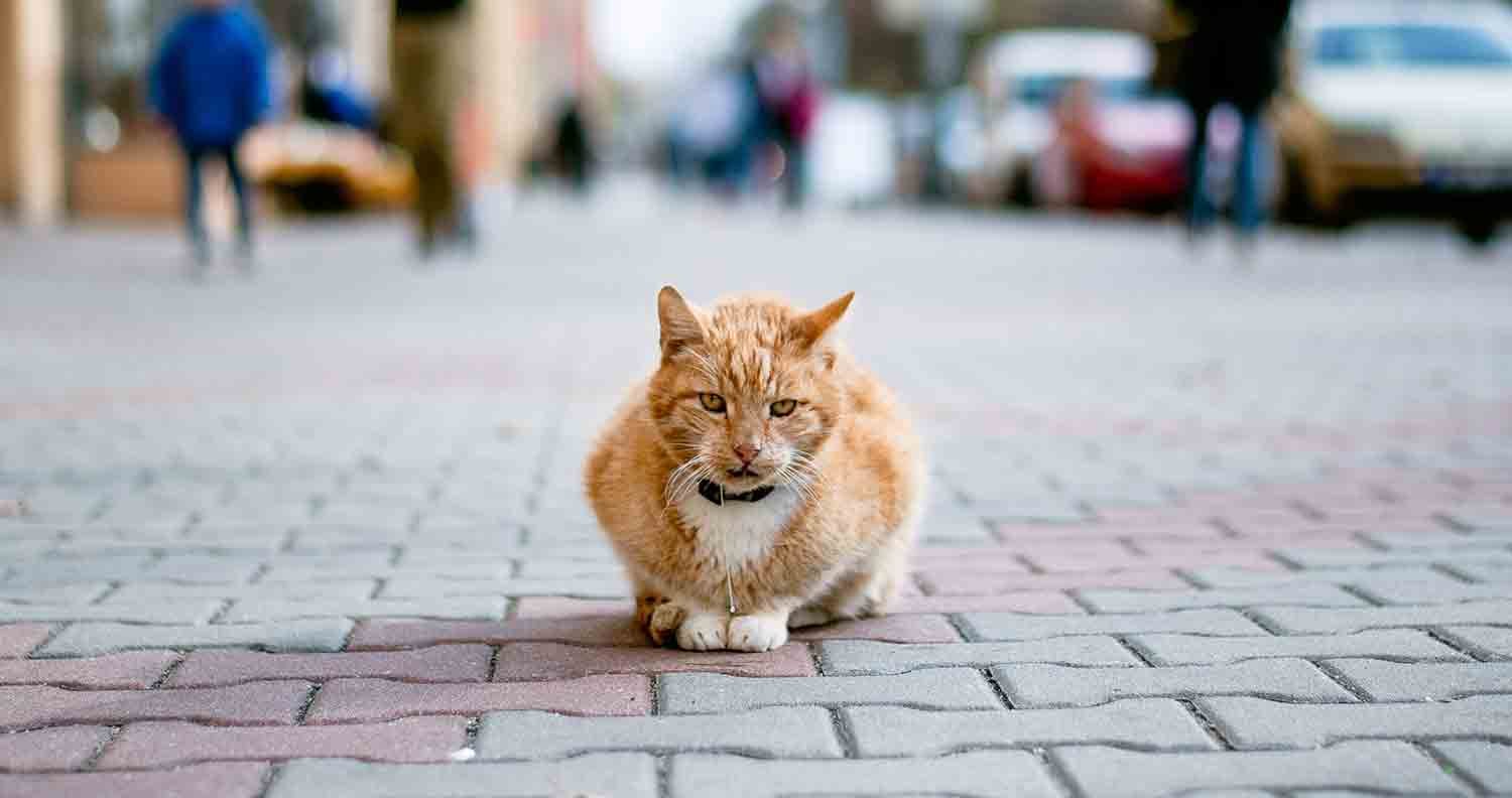 how-to-find-a-lost-cat-outside how-to-find-a-lost-cat-outside