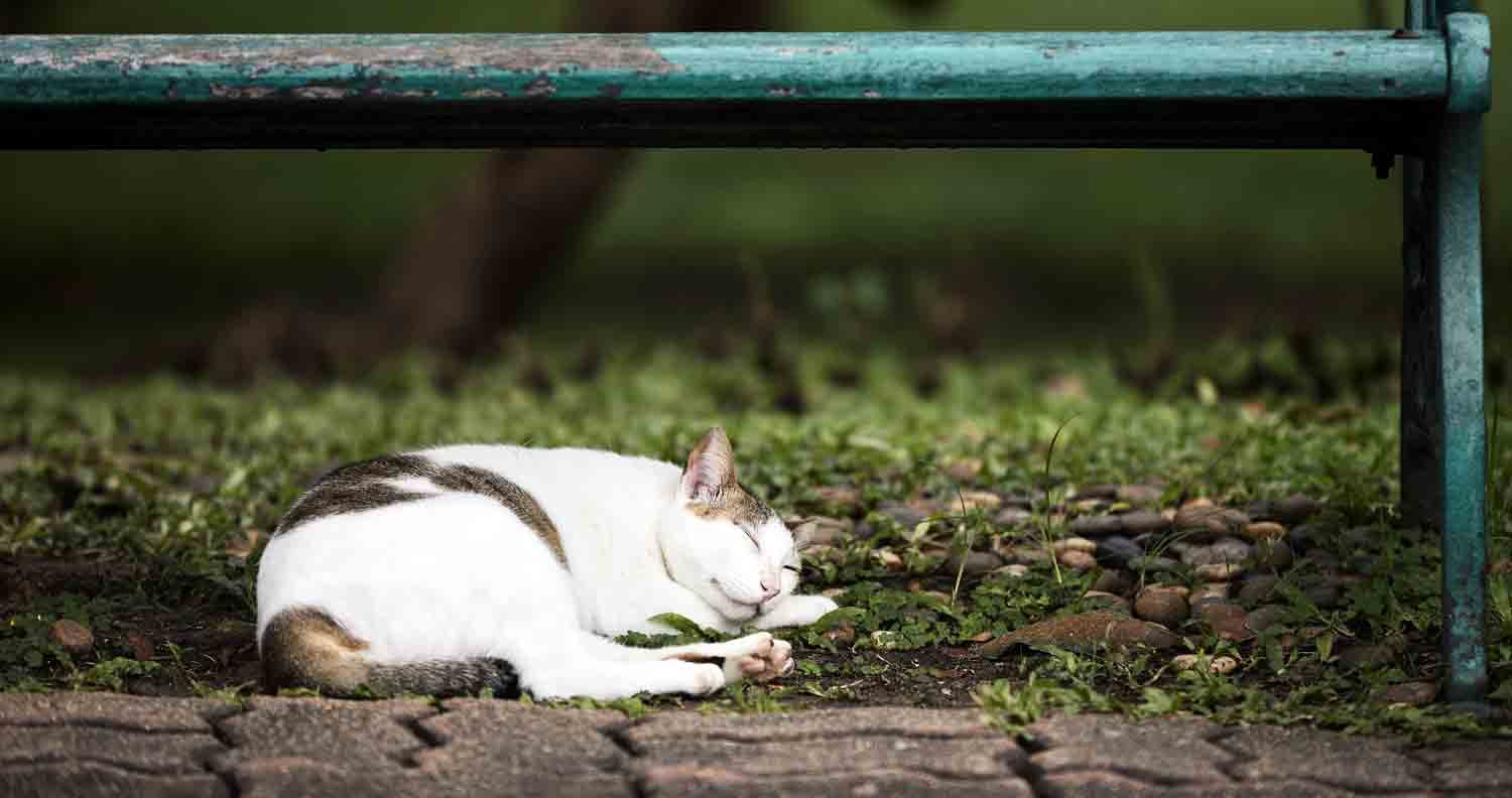 how-to-find-a-lost-indoor-cat how-to-find-a-lost-indoor-cat