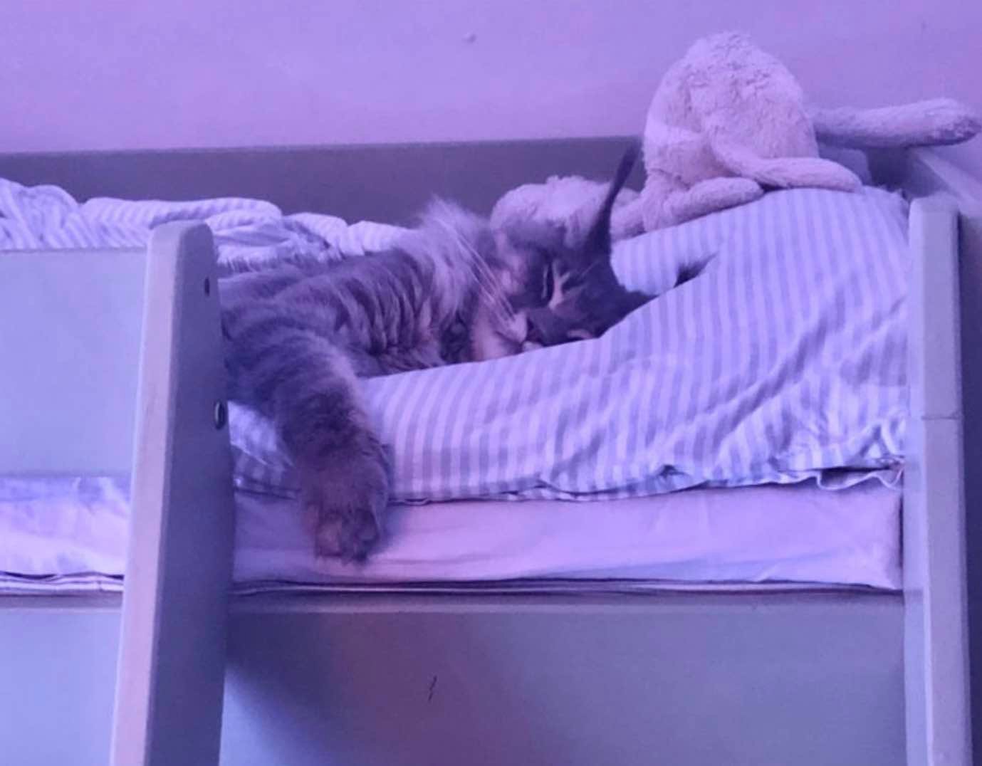 kittycatcat kittycatcat