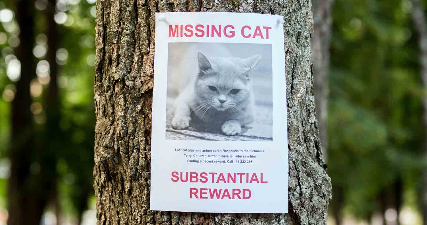 missing-cat missing-cat