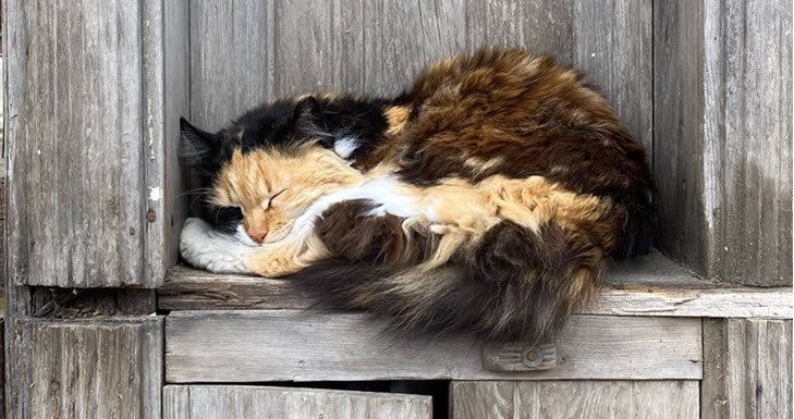 outdoor heated cat bed outdoor heated cat bed