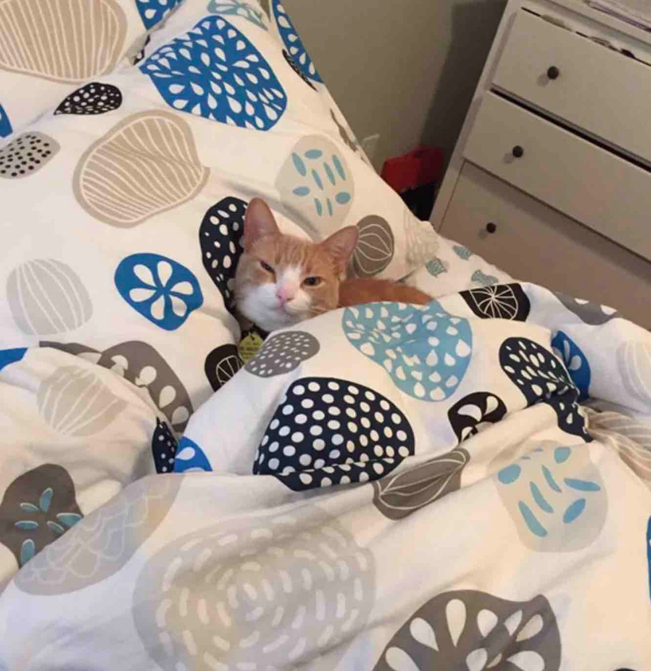 room mates room mates