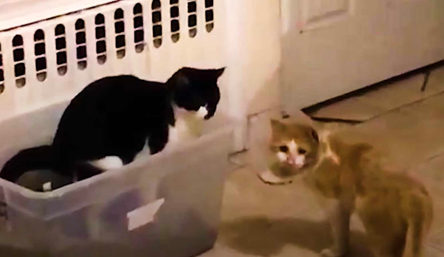 starving cat 2 starving cat 2