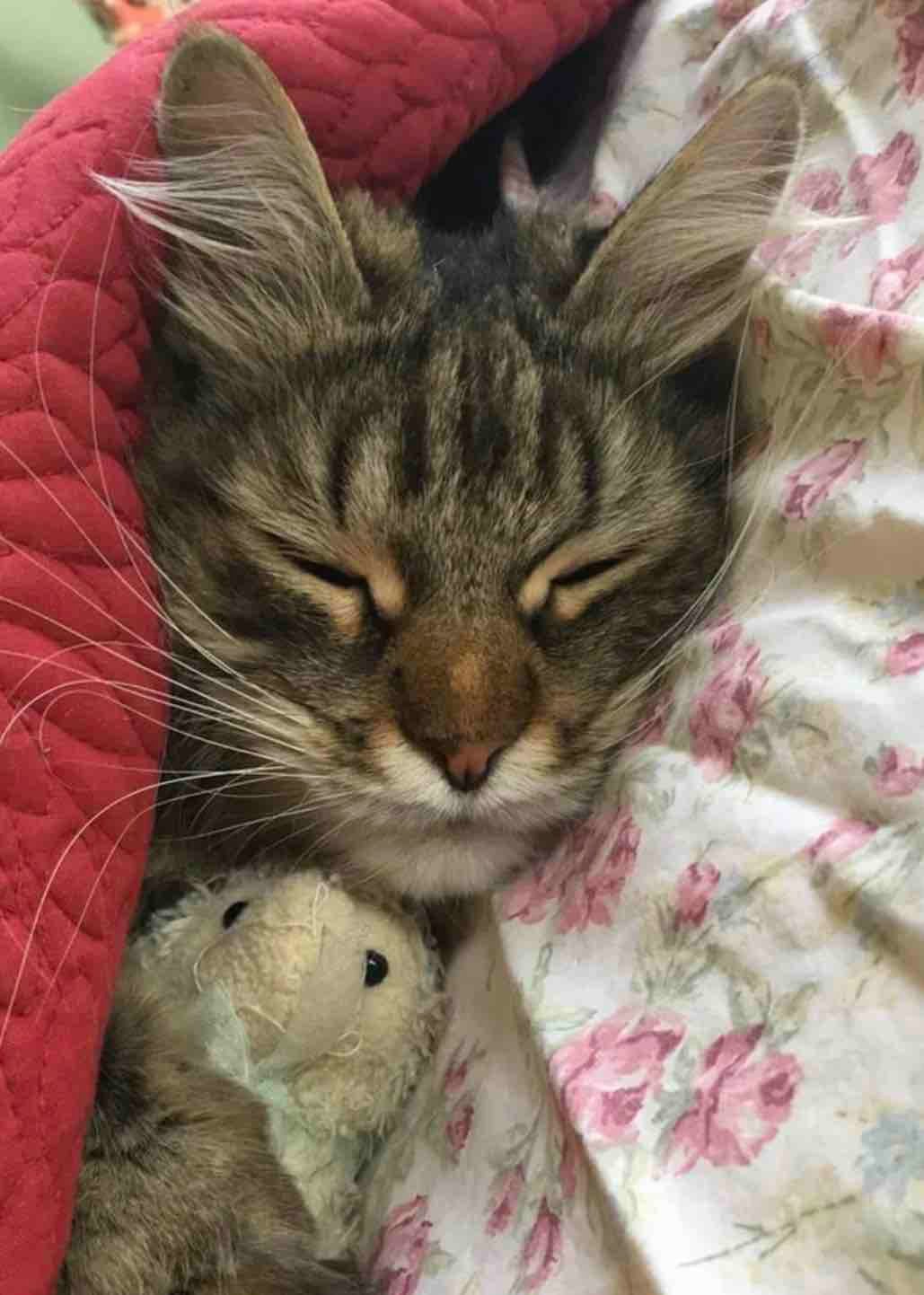 tiny sheep tiny sheep