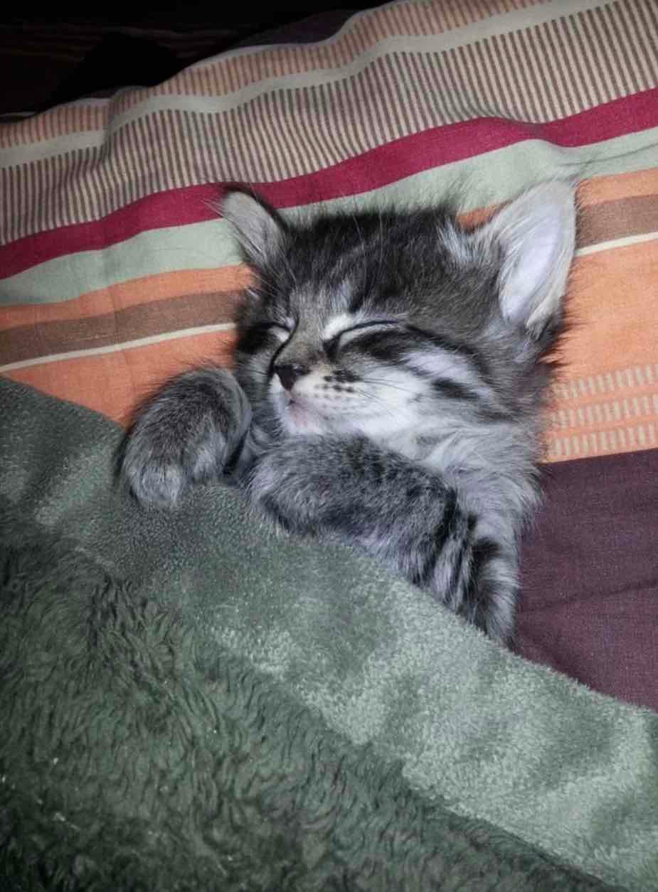tucked in kitten tucked in kitten