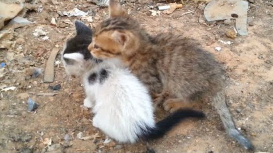 two kittens
