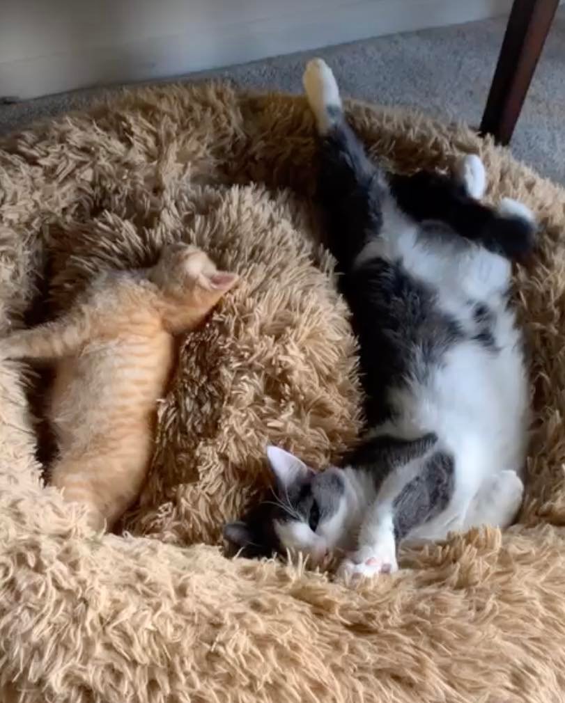 2 cat asleep 2 cats asleep