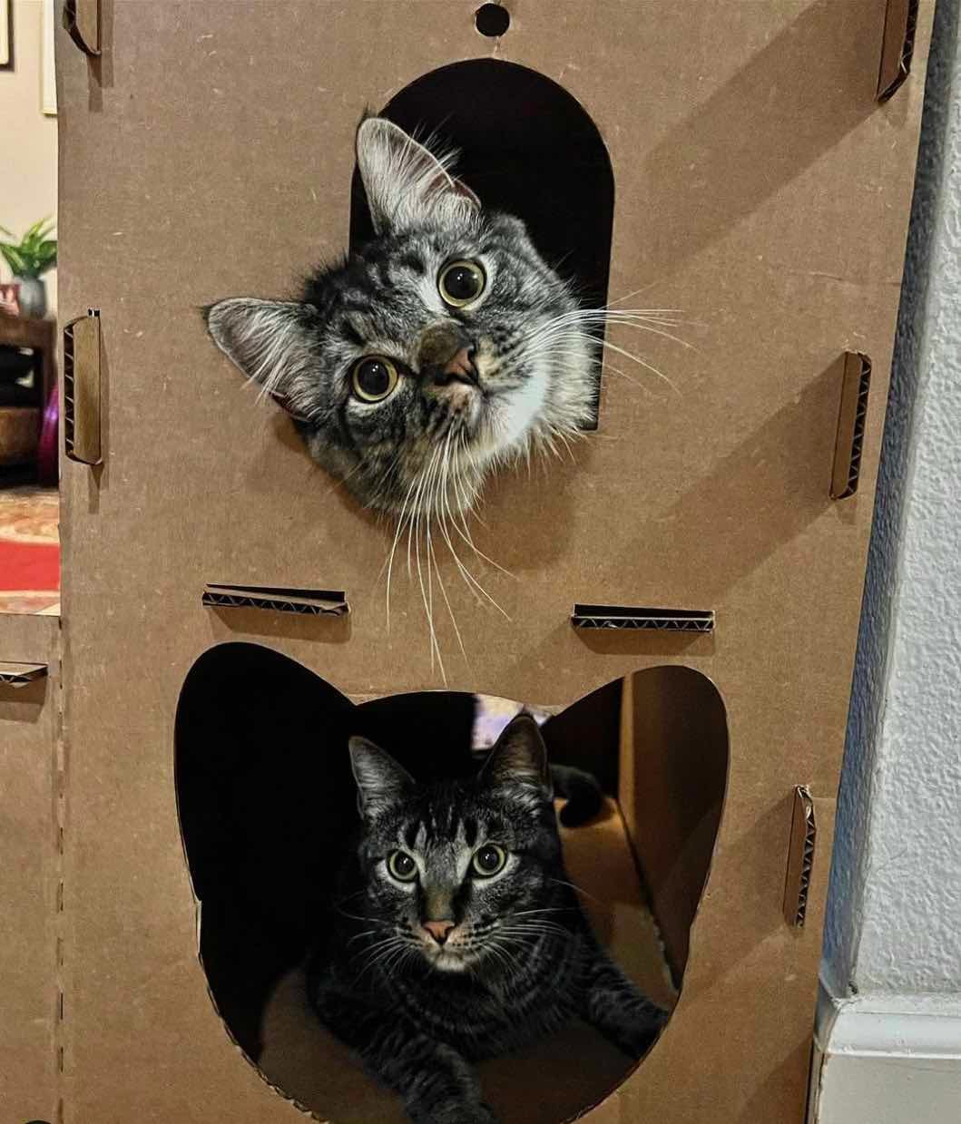 2 cats box 2 cats box