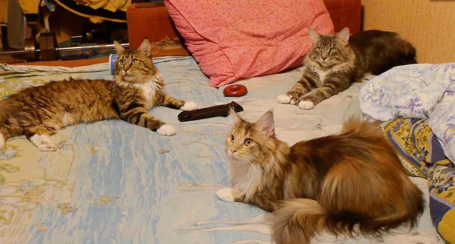 3 maine coon