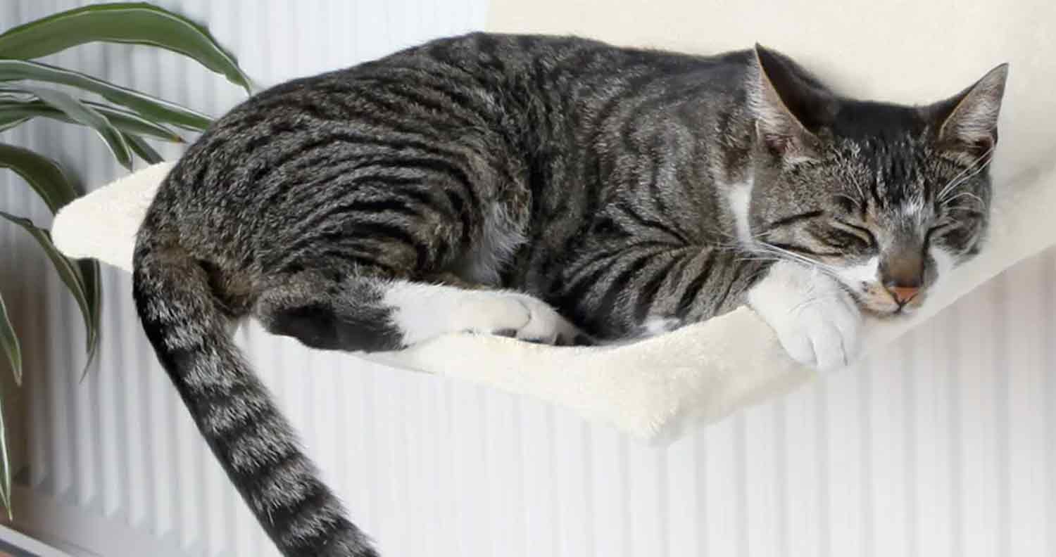 Best-radiator-cat-bed Best radiator cat bed