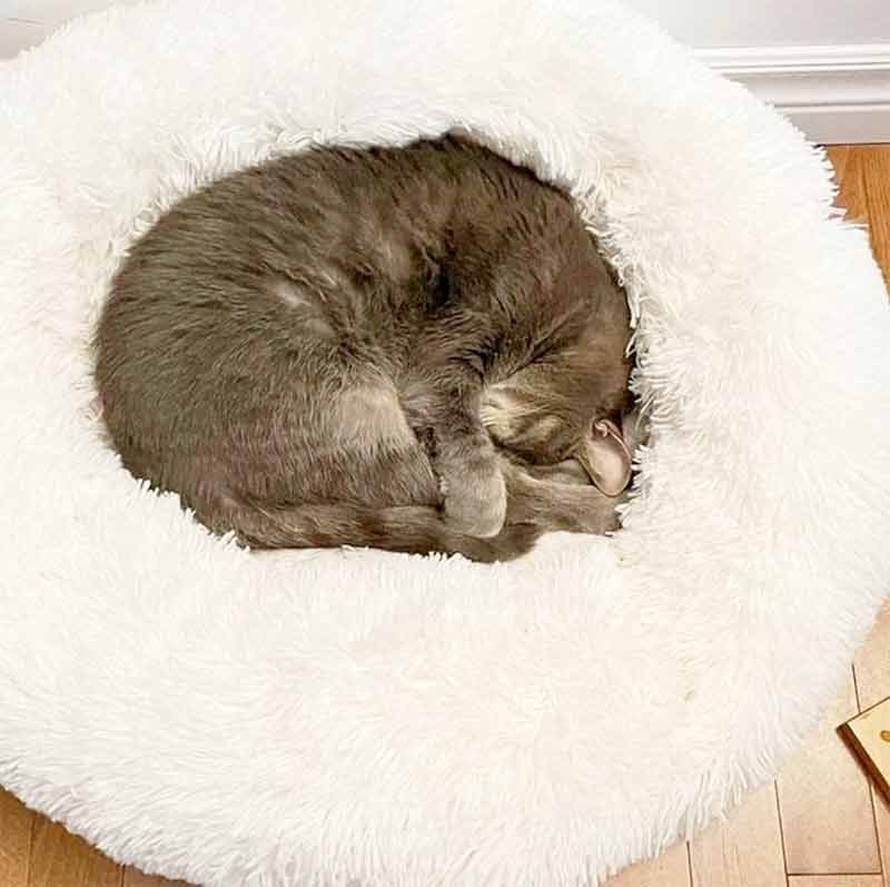 Calming-Cat-Bed-Etsy Calming Cat Bed Etsy