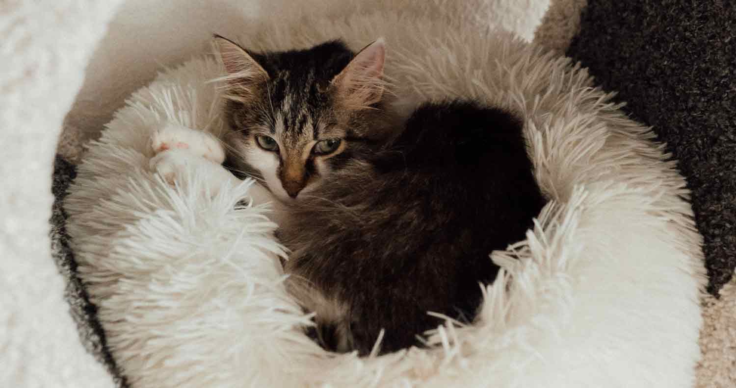 anti-anxiety-cat-bed anti anxiety cat bed