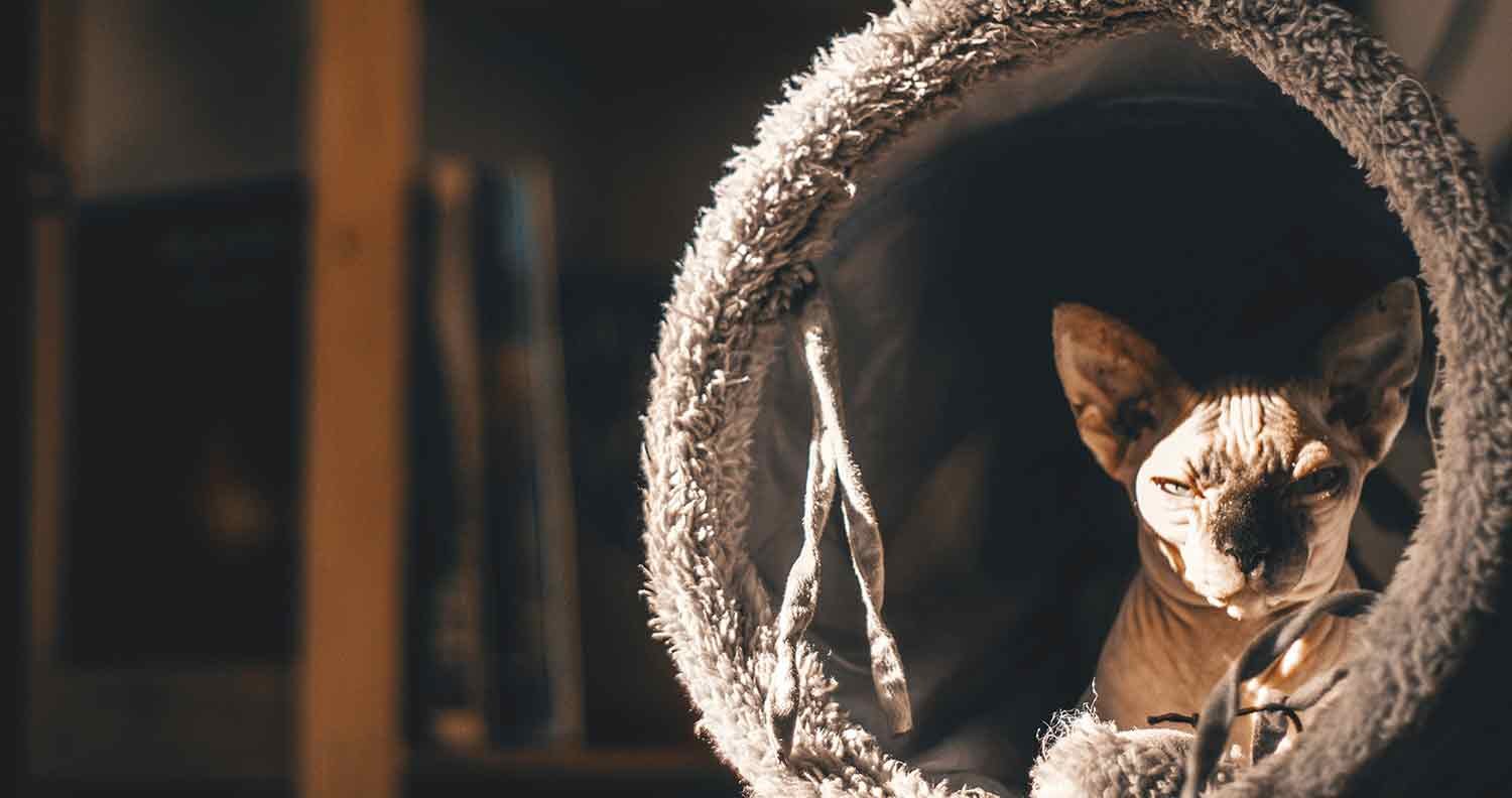 calming-pet-bed-for-cats calming pet bed for cats