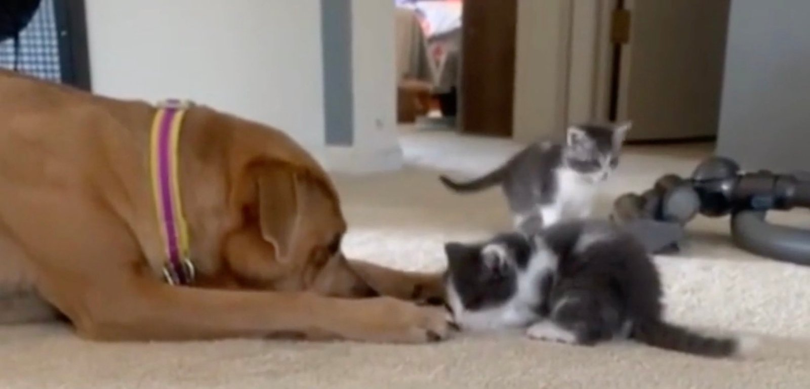 cat and dog cat and dog