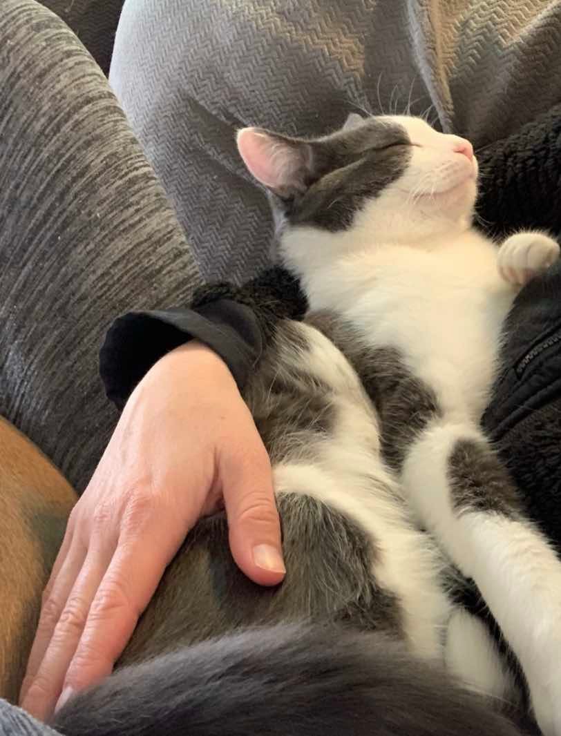 cat napping cat napping