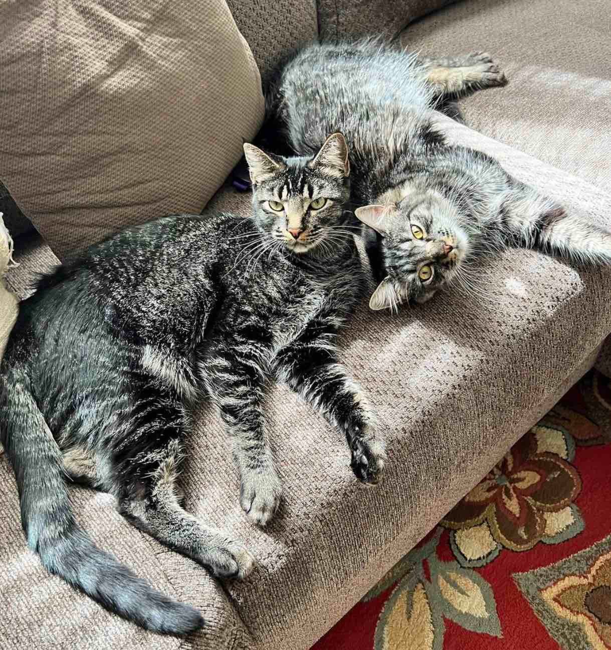 cats on sofa cats on sofa